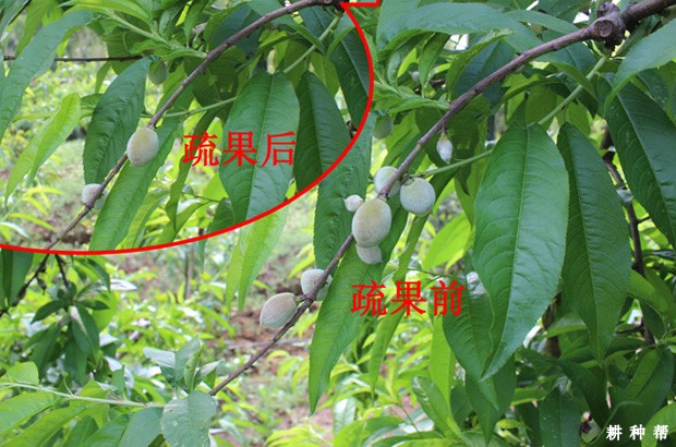桃树怎样疏花疏果? 桃树怎样疏花疏果?