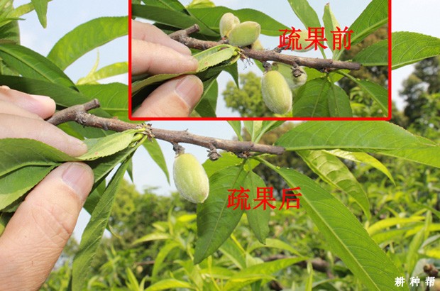 桃树怎样疏花疏果? 桃树怎样疏花疏果?