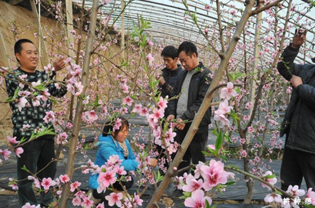 桃树怎样疏花疏果? 桃树怎样疏花疏果?