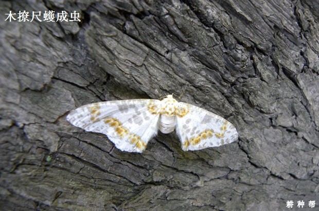 核桃如何防治木撩尺蠖? 核桃如何防治木撩尺蠖?