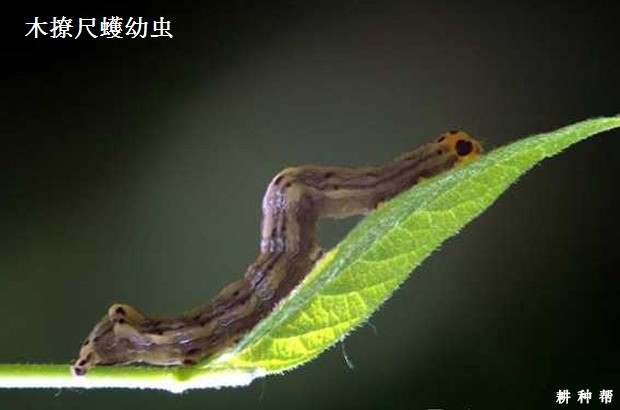 核桃如何防治木撩尺蠖? 核桃如何防治木撩尺蠖?