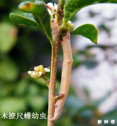 核桃如何防治木撩尺蠖? 核桃如何防治木撩尺蠖?