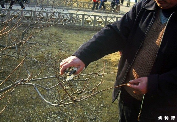 石榴在冬季怎么样修剪? 石榴在冬季怎么样修剪?