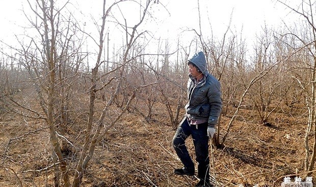 石榴在冬季怎么样修剪? 石榴在冬季怎么样修剪?