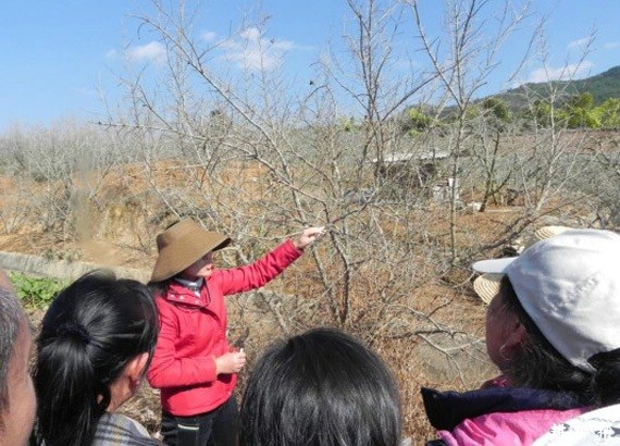 石榴在冬季怎么样修剪? 石榴在冬季怎么样修剪?