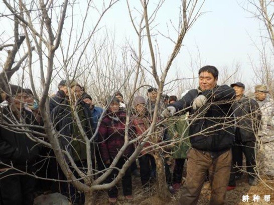 石榴在冬季怎么样修剪? 石榴在冬季怎么样修剪?