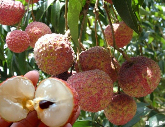 鸡嘴荔品种好不好? 鸡嘴荔品种好不好?