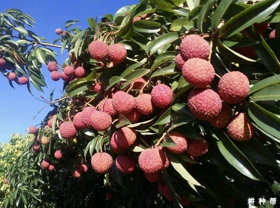 鸡嘴荔品种好不好? 鸡嘴荔品种好不好?