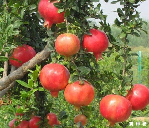 突尼斯软籽石榴品种好不好? 突尼斯软籽石榴品种好不好?