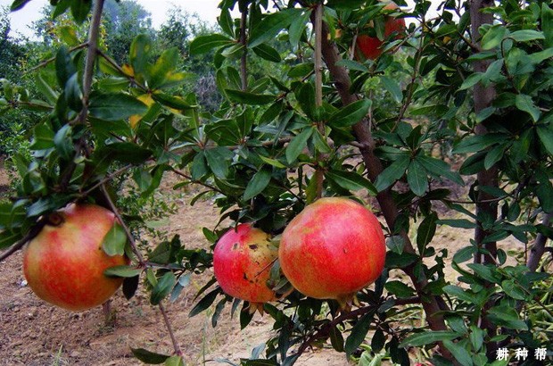 突尼斯软籽石榴品种好不好? 突尼斯软籽石榴品种好不好?