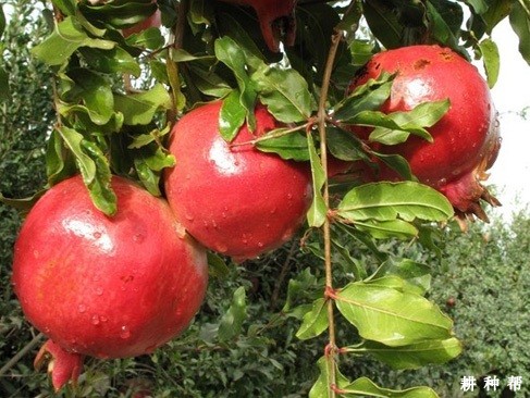 突尼斯软籽石榴品种好不好? 突尼斯软籽石榴品种好不好?