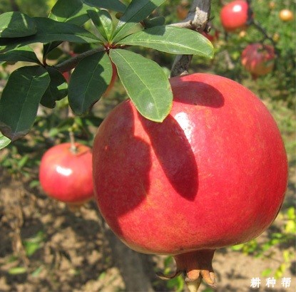 突尼斯软籽石榴品种好不好? 突尼斯软籽石榴品种好不好?