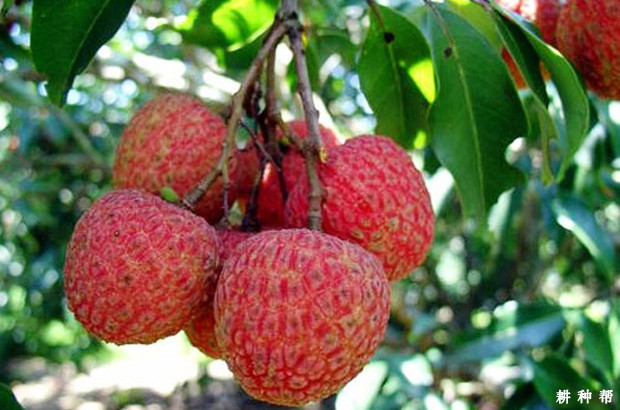 白糖罂荔枝品种好不好? 白糖罂荔枝品种好不好?