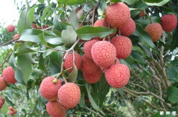 白糖罂荔枝品种好不好? 白糖罂荔枝品种好不好?