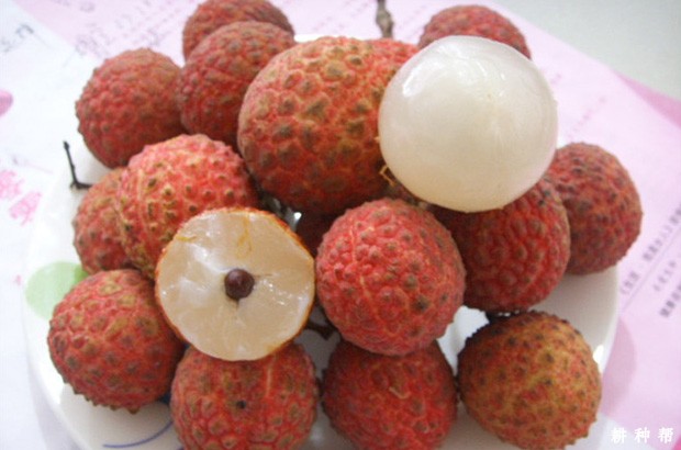 白糖罂荔枝品种好不好? 白糖罂荔枝品种好不好?