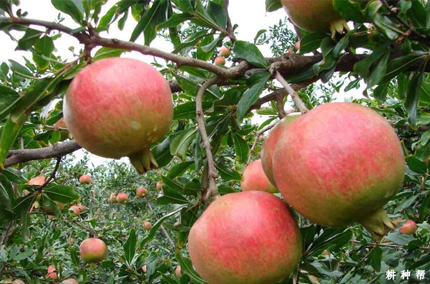 青皮软籽石榴品种好不好? 青皮软籽石榴品种好不好?