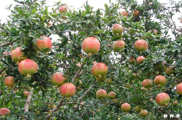 青皮软籽石榴品种好不好? 青皮软籽石榴品种好不好?