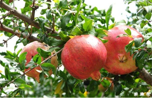 青皮软籽石榴品种好不好? 青皮软籽石榴品种好不好?