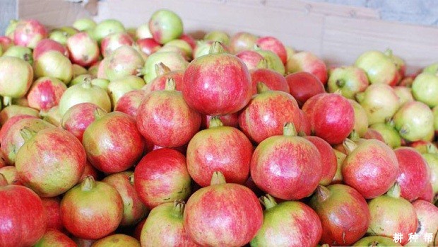 青皮软籽石榴品种好不好? 青皮软籽石榴品种好不好?