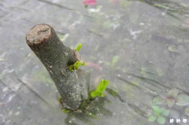 石榴怎么扦插育苗? 石榴怎么扦插育苗?