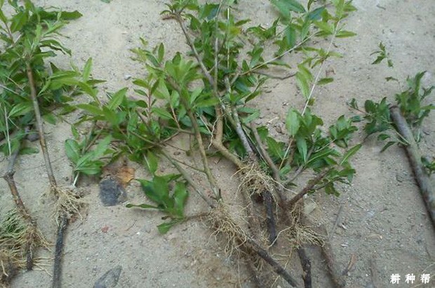 石榴怎么扦插育苗? 石榴怎么扦插育苗?