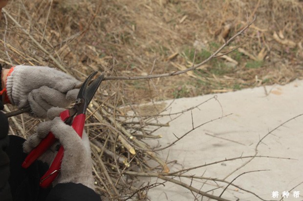 石榴怎么扦插育苗? 石榴怎么扦插育苗?