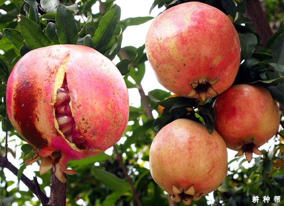 怎样预防石榴裂果? 怎样预防石榴裂果?