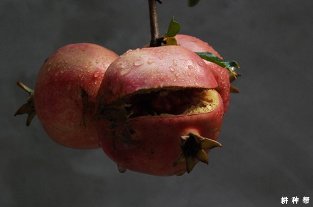 怎样预防石榴裂果? 怎样预防石榴裂果?