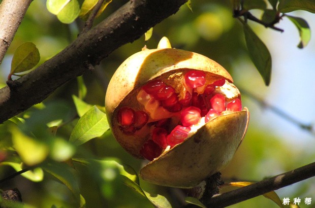 怎样预防石榴裂果? 怎样预防石榴裂果?