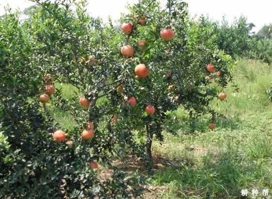 豫大籽石榴品种好不好? 豫大籽石榴品种好不好?