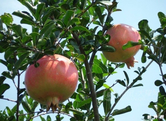 豫大籽石榴品种好不好? 豫大籽石榴品种好不好?