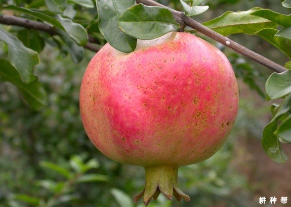 豫大籽石榴品种好不好? 豫大籽石榴品种好不好?