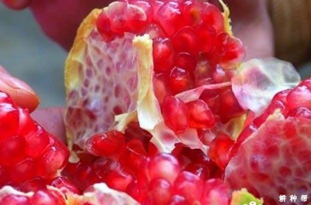 豫大籽石榴品种好不好? 豫大籽石榴品种好不好?