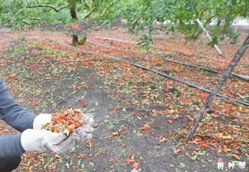 石榴树为什么落花落果? 石榴树为什么落花落果?