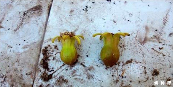 石榴树为什么落花落果? 石榴树为什么落花落果?