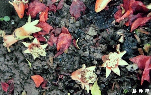 石榴树为什么落花落果? 石榴树为什么落花落果?