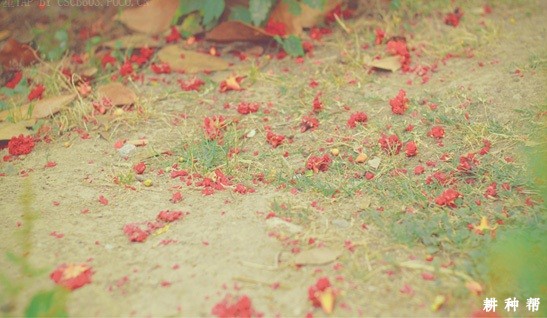 石榴树为什么落花落果? 石榴树为什么落花落果?