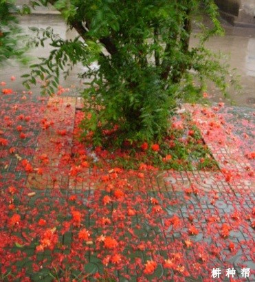 石榴树为什么落花落果? 石榴树为什么落花落果?