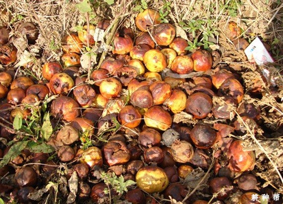 石榴树为什么落花落果? 石榴树为什么落花落果?