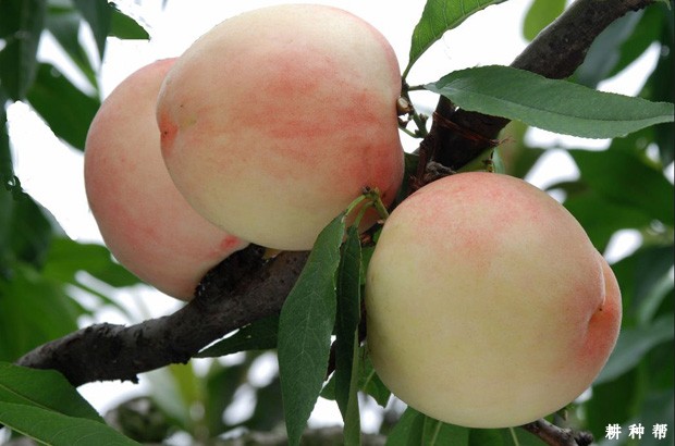 怎样给桃果实增甜? 怎样给桃果实增甜?