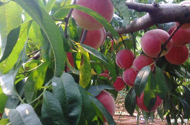 怎样给桃果实增甜? 怎样给桃果实增甜?