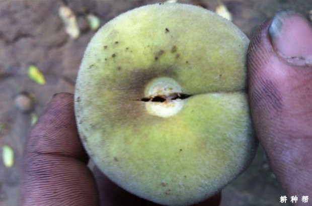 桃子裂核怎样预防? 桃子裂核怎样预防?