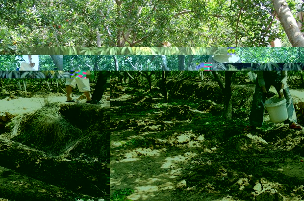 石榴树秋季如何修剪？