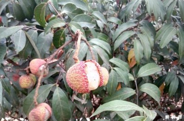 荔枝如何防裂果? 荔枝如何防裂果?