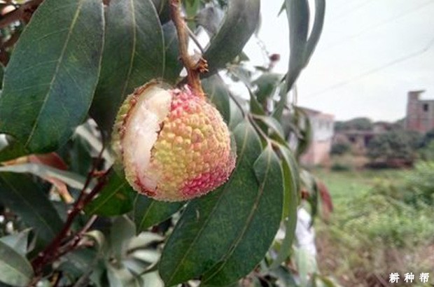 荔枝如何防裂果? 荔枝如何防裂果?