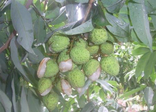 荔枝如何防裂果? 荔枝如何防裂果?