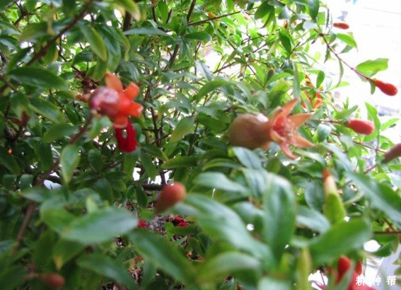 石榴树夏季修剪怎样进行? 石榴树夏季修剪怎样进行?