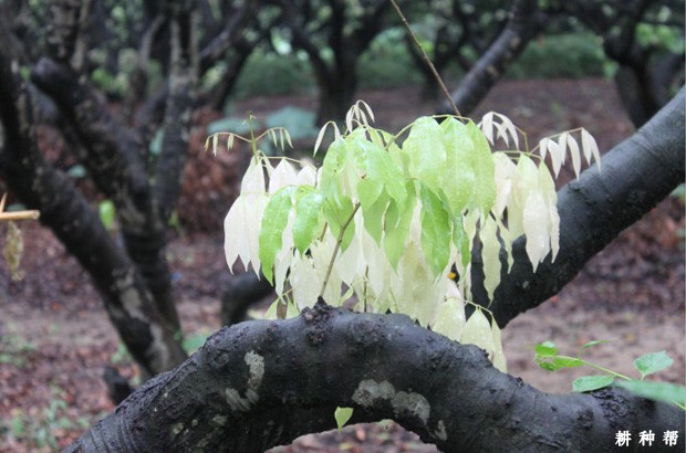 荔枝枝梢生长有什么特点? 荔枝枝梢生长有什么特点?