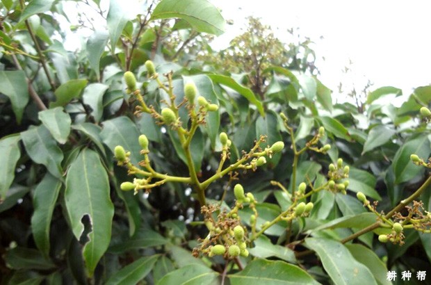 荔枝结果期怎样浇水? 荔枝结果期怎样浇水?