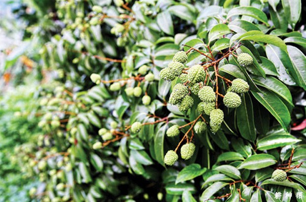 荔枝结果期怎样浇水? 荔枝结果期怎样浇水?